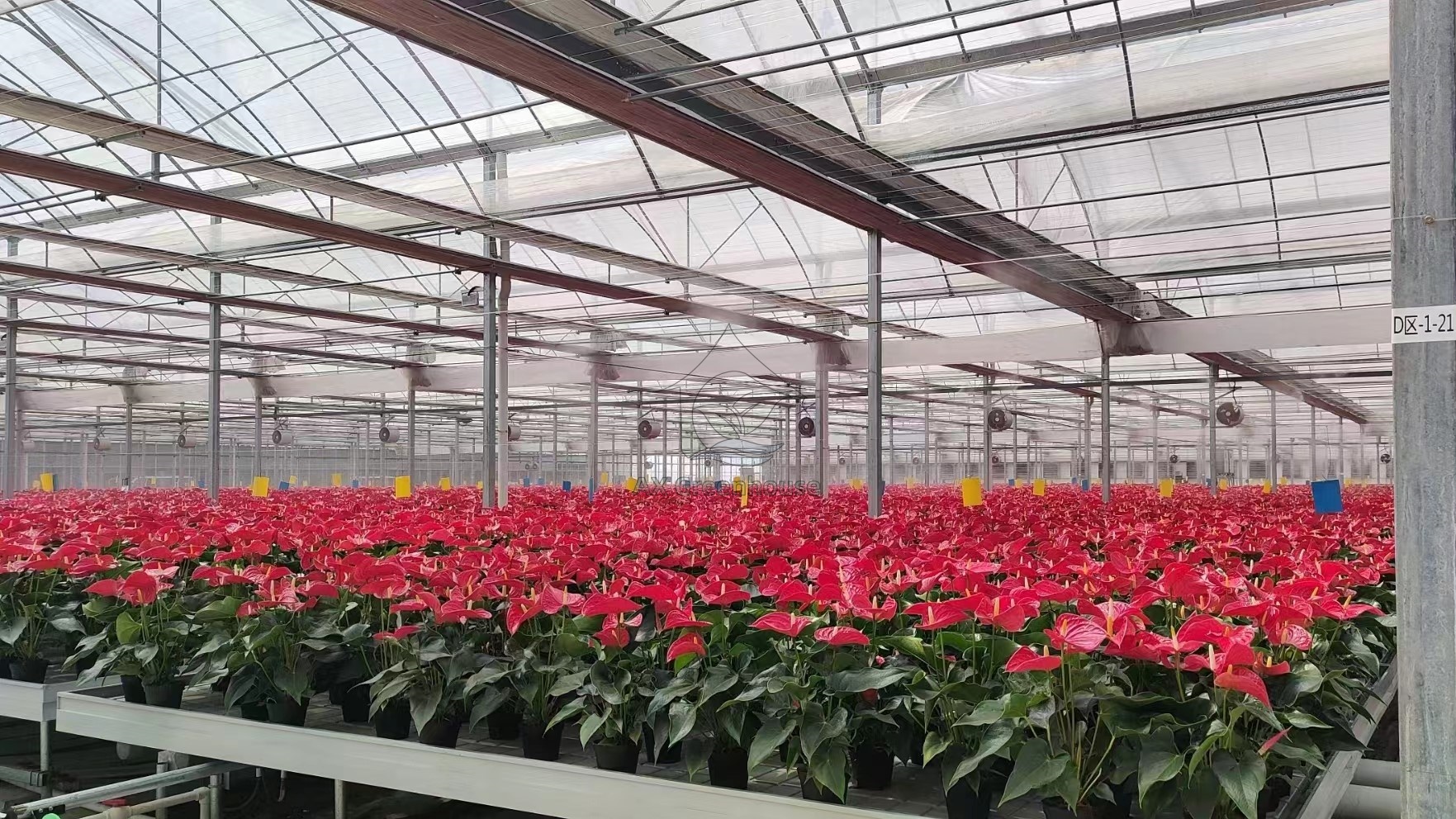 Modern glass greenhouse for growing flowers