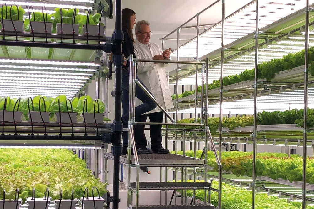 Container greenhouse, multi-tiered shelf-type NFT hydroponics for vegetable cultivation