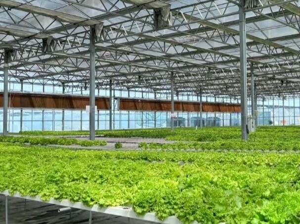Vegetables grown in glass greenhouses