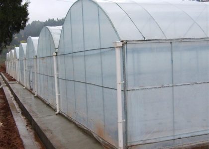 arch mulit-span transparent PE film greenhouse