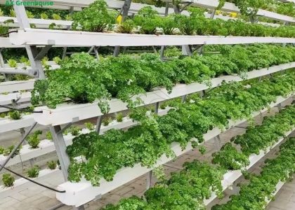 Soilless Cultivation Microgreens Hydroponics Systems A-shaped Multilayer Vertical Growing vegetable NFT System