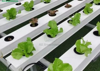 Greenhouse hydroponic/soilless cultivation NFT/ lettuce cultivation Greenhouse hydroponic/soilless cultivation NFT/ lettuce cultivation