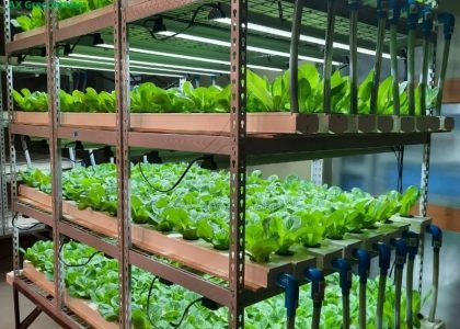 Container Farm Multi-layer Vertical NFT Hydroponic Soilless Cultivation System with LED Plant Growth Lights for Lettuce Growing