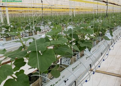 Greenhouse large-scale substrate culture cultivation of cucumbers Greenhouse large-scale substrate culture cultivation of cucumbers