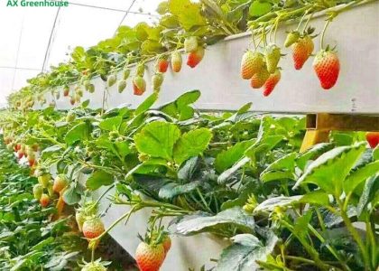 Multilayer Structure A-frame PVC Planting Troughs Greenhouse Strawberry Growing System