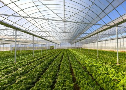 Growing vegetables in a greenhouse