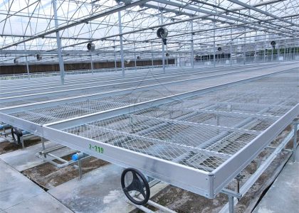 Planting flowers in wire mesh seedbeds in greenhouse